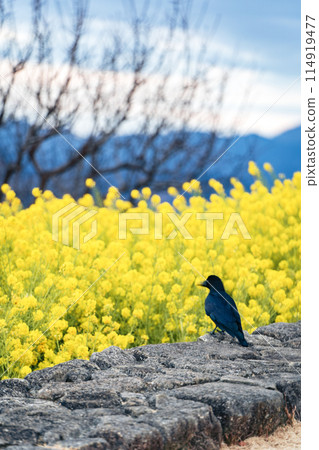 烏鴉和油菜花田 烏鴉和油菜花田 114919477