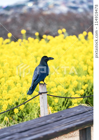 烏鴉和油菜花田 烏鴉和油菜花田 114919478