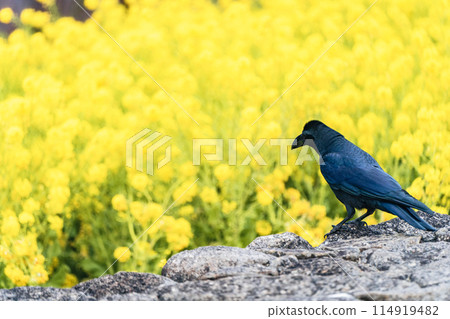 Crows and rapeseed field Crows and rapeseed field 114919482