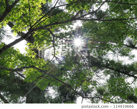 Background material: Fresh green and sun, May 114919666