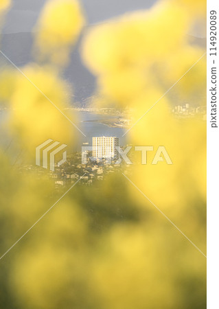 公寓被油菜花包圍 公寓被油菜花包圍 114920089