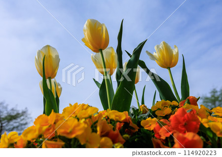 Yellow tulip 114920223