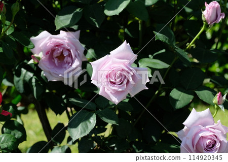 紫玫瑰“藍月亮” 114920345