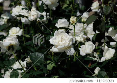 白玫瑰“白色聖誕節” 114920384