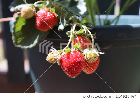 Strawberry at home garden 114920464