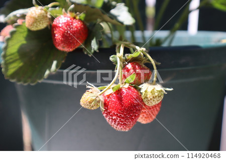 Strawberry at home garden Strawberry at home garden 114920468