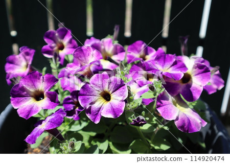 Purple-flowered Safinia 114920474