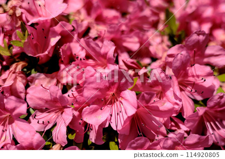 Satsuki azalea flowers blooming bright red in the early summer sunshine Satsuki azalea flowers blooming bright red in the early summer sunshine 114920805