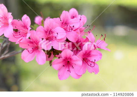 Satsuki azalea flowers blooming bright red in the early summer sunshine Satsuki azalea flowers blooming bright red in the early summer sunshine 114920806
