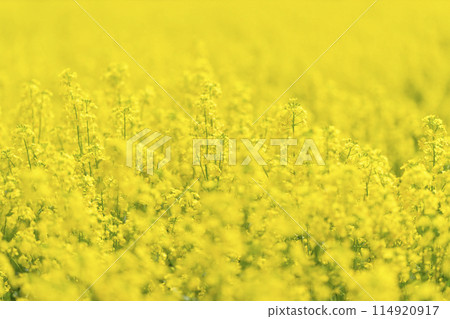 Rape flower field in full bloom 114920917
