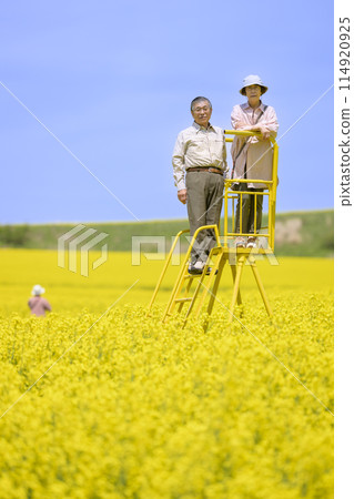 A senior couple sightseeing in a field of rapeseed flowers in full bloom A senior couple sightseeing in a field of rapeseed flowers in full bloom 114920925