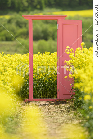 油菜花盛開的田野和粉紅色的門 114920931