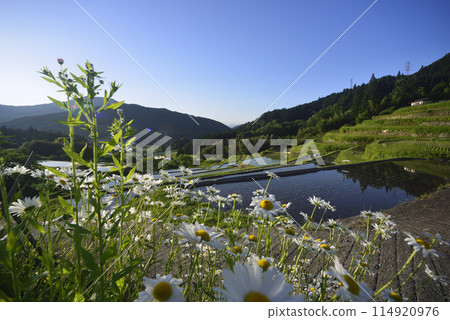 Blue sky and white flowers, rice terraces 114920976