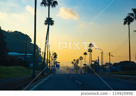 清晨，在千葉縣加州州立山市的公路上行駛在棕櫚樹成蔭的主要道路上（千葉縣立山市） 114920998
