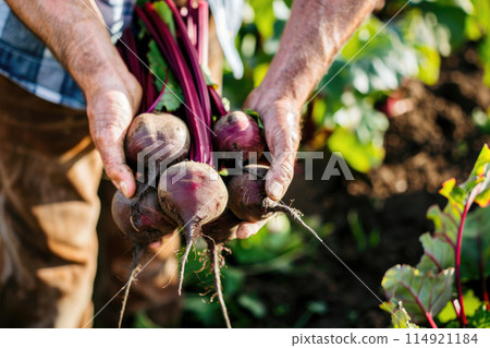 Farmer with Beetroot 114921184