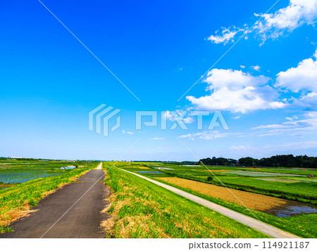 Blue sky and rice field Blue sky and rice field 114921187