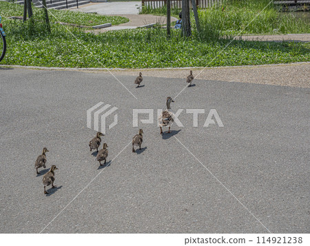 A mother and her ducklings walking along the road A mother and her ducklings walking along the road 114921238