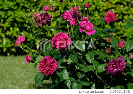 紅紫玫瑰《寓言》 紅紫玫瑰《寓言》 114921306