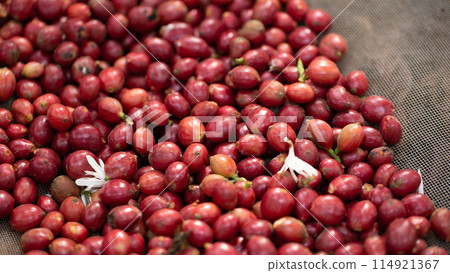 Fresh red coffee red cherry coffee bean Fresh red coffee red cherry coffee bean 114921367