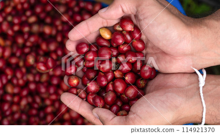 Fresh red coffee red cherry coffee bean in hands Fresh red coffee red cherry coffee bean in hands 114921370