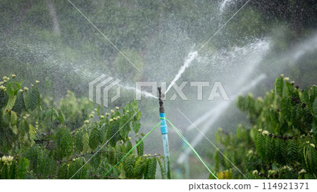 Water sprinkler spraying mist on coffee plantation Water sprinkler spraying mist on coffee plantation 114921371
