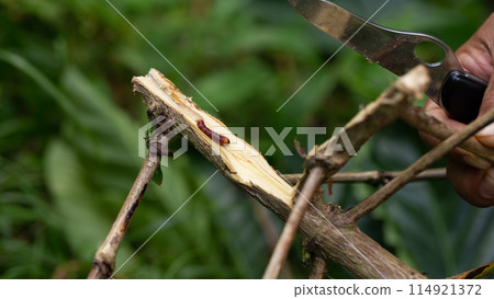 Red branch borer or red coffee borer, coffee stem borer. Diseases and pests affecting coffee plants. Red branch borer or red coffee borer, coffee stem borer. Diseases and pests affecting coffee plants. 114921372