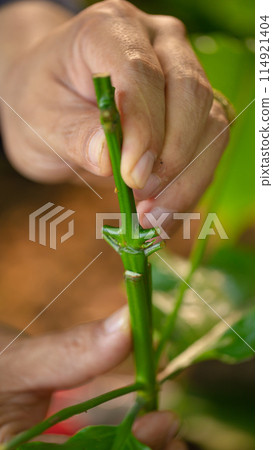 Grafting coffee shoots is a technique used to propagate coffee plants Grafting coffee shoots is a technique used to propagate coffee plants 114921404