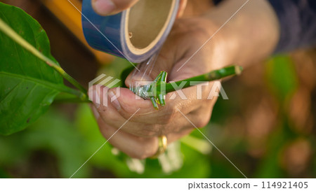 Grafting coffee shoots is a technique used to propagate coffee plants Grafting coffee shoots is a technique used to propagate coffee plants 114921405