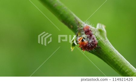 Red branch borer or red coffee borer, coffee stem borer. Diseases and pests affecting coffee plants. 114921420