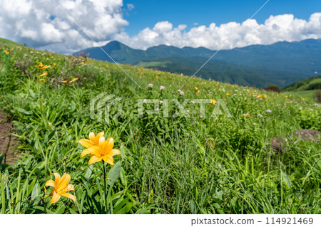 長野縣茅野市:夏季車山高原的黃色黃花菜和山脈 長野縣茅野市:夏季車山高原的黃色黃花菜和山脈 114921469