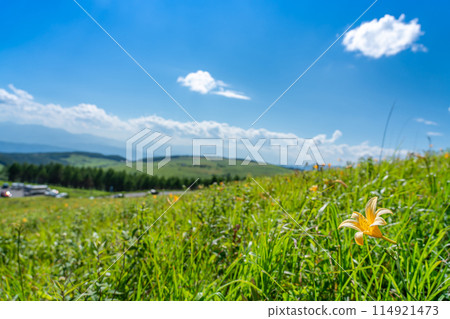 長野縣茅野市：夏季車山高原的黃色黃花菜和山脈 114921473