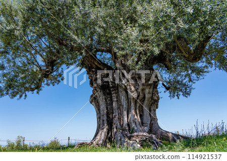 The trunk of a 2,000-year-old olive tree in early summer at Nagashima Farm, Kuwana City, Mie Prefecture 114921537