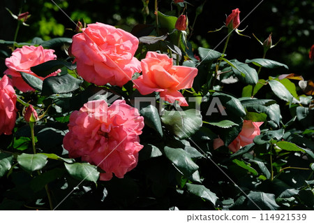 盛開的玫瑰“凱瑟琳·德納芙” 114921539