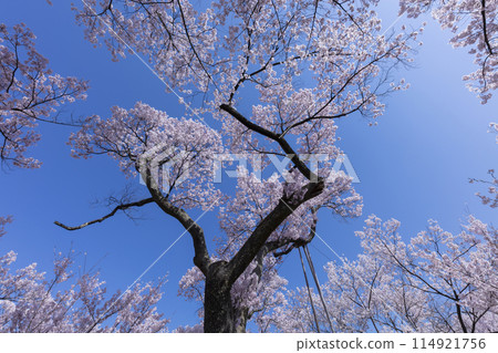 Cherry blossoms at Takato Castle Park Cherry blossoms at Takato Castle Park 114921756