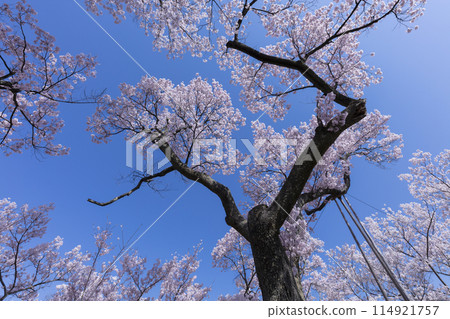 Cherry blossoms at Takato Castle Park 114921757