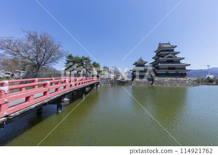 Matsumoto castle and cherry blossoms 114921762