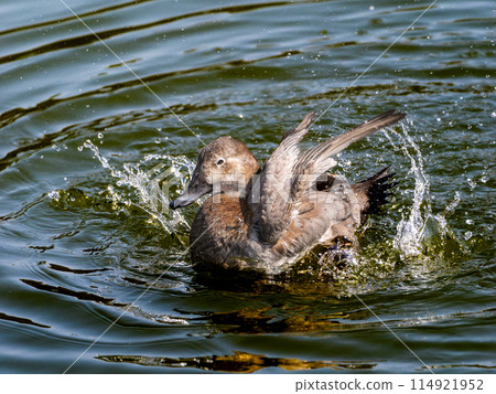 Starfish swimming in the pond 114921952