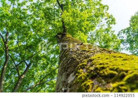 我抬頭看著一個新鮮的綠色櫸樹 114922055