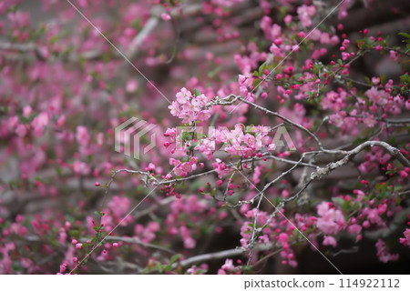 花街道開始開花 花街道開始開花 114922112