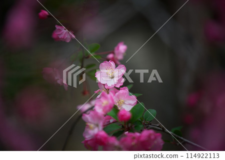 Cute pink daisy Cute pink daisy 114922113