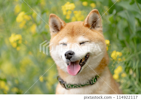 油菜花背景下的柴犬，田野裡玩耍的柴犬，可愛的柴犬，茜柴犬 114922117