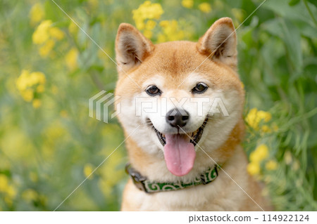 油菜花背景下的柴犬，田野裡玩耍的柴犬，可愛的柴犬，茜柴犬 114922124