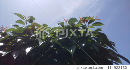 野櫻花向天空開放 114922180