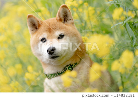 油菜花背景下的柴犬,田野裡玩耍的柴犬,可愛的柴犬,茜柴犬 油菜花背景下的柴犬,田野裡玩耍的柴犬,可愛的柴犬,茜柴犬 114922181