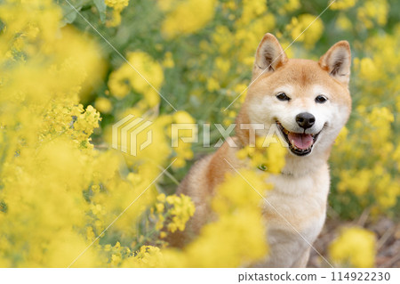 Shiba Inu on a background of rape blossoms, Shiba Inu playing in a field, Cute Shiba Inu, Shiba Inu Akane Shiba Inu on a background of rape blossoms, Shiba Inu playing in a field, Cute Shiba Inu, Shiba Inu Akane 114922230