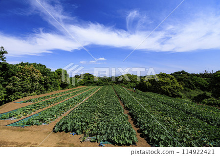 Landscape with blue sky and green fields Landscape with blue sky and green fields 114922421