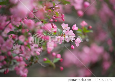 Cute pink daisy Cute pink daisy 114922480