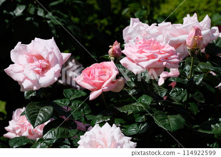 粉紅玫瑰《約定》 114922599