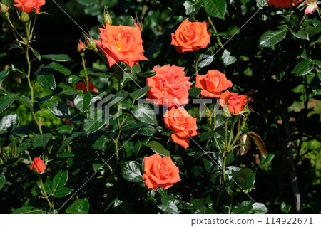 深橙色玫瑰“碼頭” 114922671