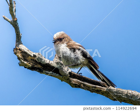 Long-tailed moth perching on a tree branch Long-tailed moth perching on a tree branch 114922694